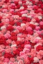 Beautiful red and pink carnation flowers background. Red and pink flowers. Top view Royalty Free Stock Photo