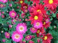 Cute red and pink chrysanthemum flowers close up as background