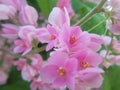 beautiful red pink flowers