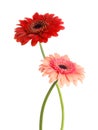 Beautiful red and pink gerbera flowers isolated on white Royalty Free Stock Photo
