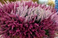 Beautiful red and pink heather blossoms closeup. Autumn flowers heather background