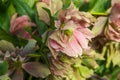 Beautiful red and pink helleborus flowers closeup in sunlight