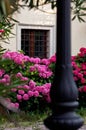 Beautiful red and pink hydrangea flowers in front of the window Royalty Free Stock Photo