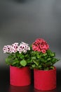 Beautiful red and pink pelargonium geranium plant in red pot. Royalty Free Stock Photo