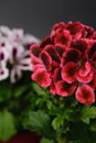 Beautiful red and pink pelargonium geranium plant in red pot. Royalty Free Stock Photo