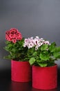 Beautiful red and pink pelargonium geranium plant in red pot. Royalty Free Stock Photo