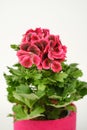 Beautiful red and pink pelargonium geranium plant in red pot. Royalty Free Stock Photo