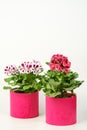 Beautiful red and pink pelargonium geranium plant in red pot. Royalty Free Stock Photo