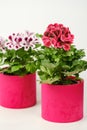Beautiful red and pink pelargonium geranium plant in red pot. Royalty Free Stock Photo