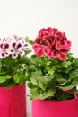 Beautiful red and pink pelargonium geranium plant in red pot. Royalty Free Stock Photo