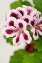 Beautiful red and pink pelargonium geranium plant in red pot. Royalty Free Stock Photo