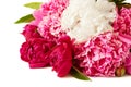 Beautiful red and pink peony bunch isolated on white background Royalty Free Stock Photo