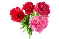 Beautiful red and pink peony bunch isolated on white background Royalty Free Stock Photo