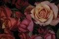 Beautiful red pink roses close-up picture Royalty Free Stock Photo