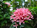 Beautiful red pink spike flower. King Ixora blooming Ixora chinensis . Rubiaceae flower.Ixora flower. Ixora coccinea flower in the Royalty Free Stock Photo