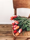 Beautiful red and pink tulips on stylish wooden rustic chair in home. Hello spring concept. Countryside living. Modern rural still Royalty Free Stock Photo