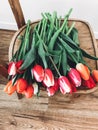 Beautiful red and pink tulips on stylish wooden rustic chair in home. Hello spring concept. Countryside living. Modern rural still Royalty Free Stock Photo
