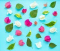 Beautiful red, pink and white bougainvillea flower on blue background