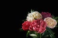 Beautiful red, pink and white peony flowers bouquet isolated on black backgroung, top view, copy space, flat-lay. Valentines, Wedd Royalty Free Stock Photo