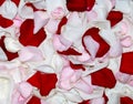 Beautiful Red, Pink and White Rose Petal Horizontal Background Royalty Free Stock Photo