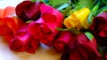 Beautiful red, pink, yellow and orange roses, closeup macro.