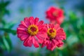Beautiful Red pink Zinnia flower top view in summer garden (Zinnia violacea Cav.) on sunny day. Royalty Free Stock Photo