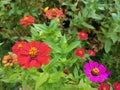 Beautiful red and pink zinnias in the garden