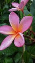 beautiful red plumeria flowers in the rain