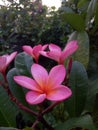 Red plumeria flowers