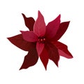 Beautiful red Poinsettia flower Royalty Free Stock Photo