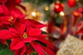 Beautiful red Poinsettia flower, Christmas Star Royalty Free Stock Photo