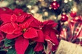 Beautiful red Poinsettia flower, Christmas Star