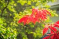 Beautiful red poinsettia flower (Euphorbia pulcherrima), also kn Royalty Free Stock Photo