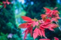 Beautiful red poinsettia flower (Euphorbia pulcherrima), also kn Royalty Free Stock Photo