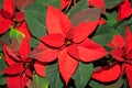 Beautiful red poinsettia flower Euphorbia pulcherrima, or Christmas Star, top view Royalty Free Stock Photo