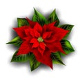 Beautiful red poinsettia. Christmas decoration Royalty Free Stock Photo