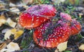 beautiful red poisonous mushrooms growing in the forest fly agaric Royalty Free Stock Photo