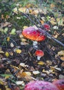 beautiful red poisonous mushrooms growing in the forest fly agaric Royalty Free Stock Photo