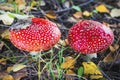 beautiful red poisonous mushrooms growing in the forest fly agaric Royalty Free Stock Photo