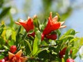 Beautiful red pomegranate flowers