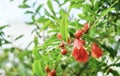 Beautiful Red Pomegranate Flowers on The Tree Royalty Free Stock Photo