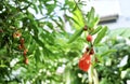 Beautiful Red Pomegranate Flowers on The Tree Royalty Free Stock Photo