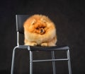 Beautiful red Pomeranian Spitz