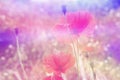 Beautiful red poppies in artistic soft colors background with bokeh lights Royalty Free Stock Photo