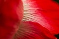 A beautiful red poppies blooming in the garden. Pink poppy in the sun. Royalty Free Stock Photo