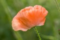 A beautiful red poppies blooming in the garden. Pink poppy in the sun. Royalty Free Stock Photo