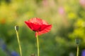 A beautiful red poppies blooming in the garden. Pink poppy in the sun. Royalty Free Stock Photo