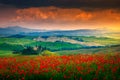 Beautiful red poppies blossom on meadows in Tuscany, Pienza, Italy Royalty Free Stock Photo