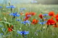 Beautiful red poppies and blue cornflowers in a field on a sunny summer day. Papaver Rhoeas, Flanders poppy, Centaurea cyanus Royalty Free Stock Photo