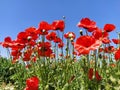 Beautiful red poppies and a blue sky. Photo on the side. Wild poppies on the field, panoramic shot